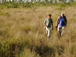 Poaching And Climate Change Threaten Endangered Plants In Everglades Stock Footage