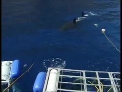 MS Great White Shark swimming just below surface, Shark cages in foreground, shot from topside, Guadalupe Island, Pacific Ocean Stock Footage