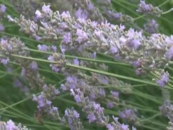 Lavender appeal Stock Footage