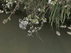 MS PAN duck and ducklings floating in canal / Xam Neua, Laos Stock Footage