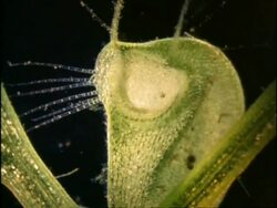 Bladderwort and  Daphnia, UK Stock Footage