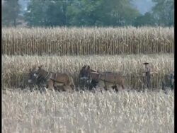 MS Amish man operating donkey/horse-drawn harvester Stock Footage