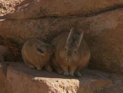 MS Shot of Two Viscacha, Lagidium viscacia young one suckling from mother in high Andes mountains / San Pedro de Atacama, Norte Grande, Chile Stock Footage