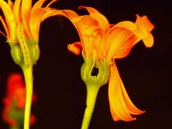 caterpillar attack Stock Footage