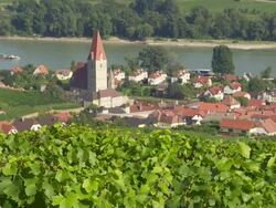 Vineyards Above Weissenkirchen in Danube Valley Stock Footage