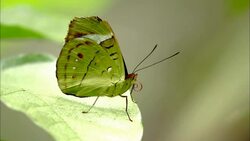A green butterfly flexes its proboscis. Stock Footage