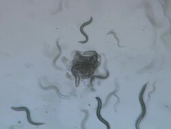 Caenorhabditis elegans (C.elegans) T/L 1 frame per second, Olympus BH-2 4x S-Plan objective 2.5x NFK photoeyepiece, no condenser Stock Footage