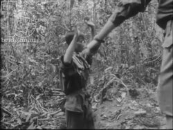 An ambush in the jungle. Australian troops capture Viet Cong member and take ammunition. Wounds are dressed. Vietnam War 1968 Stock Footage