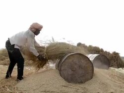 Process of Rice Harvesting Stock Footage