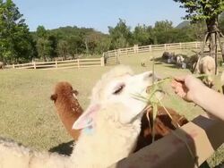 Feed food to Lama animal Stock Footage