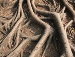 Tropical tree roots Stock Footage