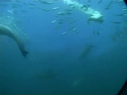 MS underwater view of Gannets and Common dolphins, attacking large ball shoal of Sardines, South Africa Stock Footage