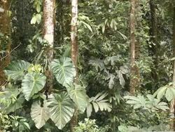 Interior of tropical rainforest, Ecuador with large Philodendron leaves moving in the breeze Stock Footage