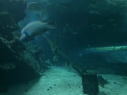 CU View in aquarium / Australia Stock Footage