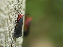 Fulgorid bug Stock Footage