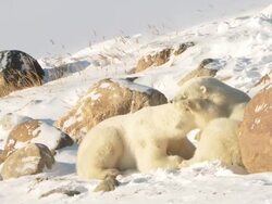   MS Two polar bears play fighting in snow / Churchill, Manitoba, Canada  Stock Footage