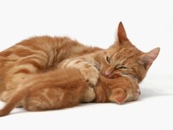 MS Shot of red tabby domestic female cat with Kitten / Vieux Pont, Normandy, France Stock Footage