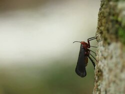 Fulgorid bug Stock Footage