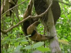Collared Anteater (Tamandua), MCU anteater in tree, feeds on ants, climbs up tree trunk . . ., Panama Stock Footage