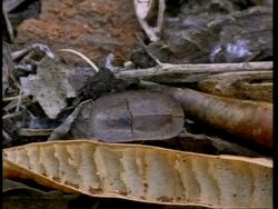 Leaf Beetle moving across leaves Stock Footage