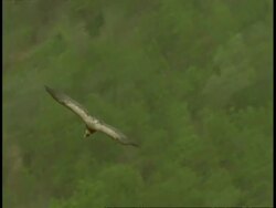 High speed Indian Vulture (Gyps indicus) gliding over forest, Bandhavgarh National Park, India Stock Footage