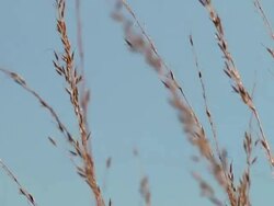 Prairie 014 B 1080p30 Stock Footage