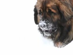 Leonberger eating snow Stock Footage