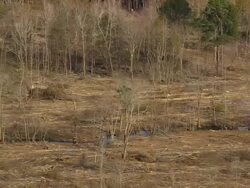 WS AERIAL View of forest area / South Carolina, United States Stock Footage