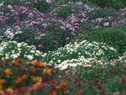 Flowers in Greenhouse Stock Footage