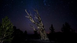 Stars over an Ancient Bristlecone Pine tree in the White Mountains of  California, USA Stock Footage