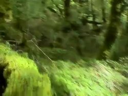 PAL: Rainforest Stock Footage