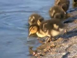 Ducklings at the pond (HD) Stock Footage