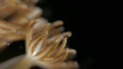 Octocorallia (Alcyonaria), soft coral, coral garden Stock Footage