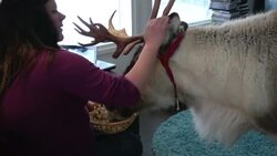 The reindeer that thinks he's a dog News Clip