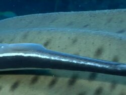 CU Shot of Remora attaching on Zebra shark resting on sea floor next to rocks / Matola, Maputo, Mozambique Stock Footage