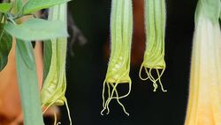 Angels trumpets flowers Stock Footage