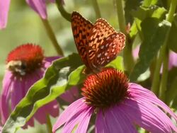 CU Great spangled Fritillary feeding on cone flower / Tweed, Ontario, Canada Stock Footage