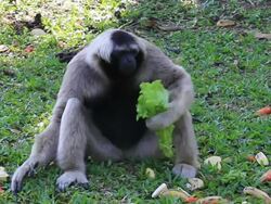 Gibbons eat vegetables Stock Footage