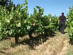 HD: Sorting Out The Vineyard Stock Footage
