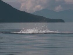 Humpback Whale Stock Footage