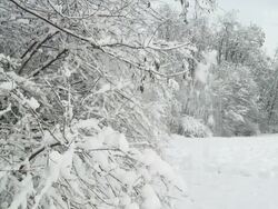 HD SLOW MOTION: Snow Falling Off Trees Stock Footage