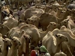 Overview of camel market Stock Footage