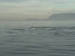 White shark Predation with seal on surface, South Africa,  Stock Footage