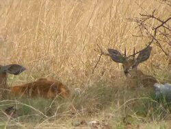 MS PAN Two klipspringer sitting in shade / Limpopo, South Africa Stock Footage