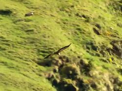 MS TS Shot of Griffon Vulture (Gyps fulvus) gliding overhead with high mountains / Stepantsminda, Kazbegi, Georgia Stock Footage
