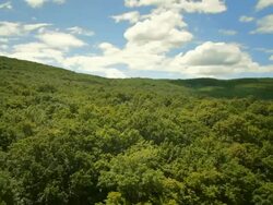 HD: Flying Above Green Treetops Stock Footage