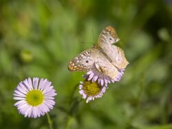 CU SLO MO Shot of Megisto rubricata, gray spotted butterfly flying away from purple daisy after feeding / Santa Barbara, California, United States Stock Footage