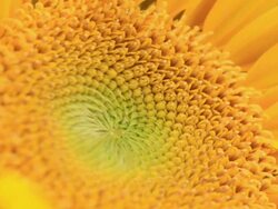 Sunflower Stock Footage