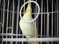Yellow parrot in the cage - HD, NTSC Stock Footage
