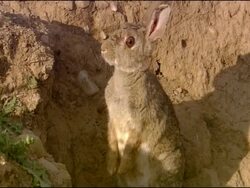 Rabbit (Oryctolagus cuniculus) outside burrow entrance, sitting up, alert, Andalucia, Spain Stock Footage